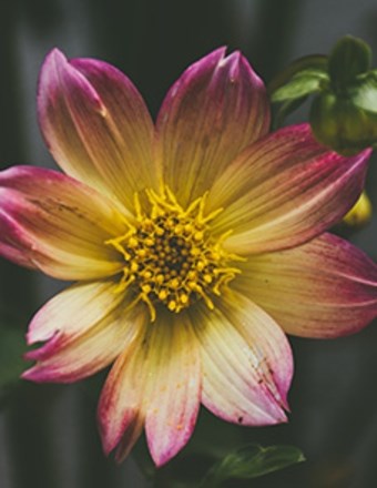 Jayson Mess Accident Allegany County, NY Death Obituary: Allegany County, NY Mourns Following Tragic Motorcycle Accident on State Route 70
